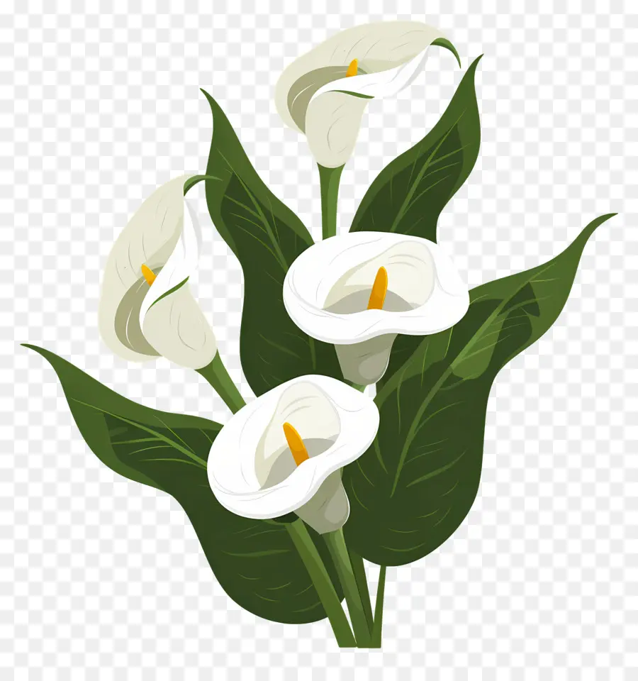 Calla Lily，ดอกลิลลี่ Calla สีขาว PNG