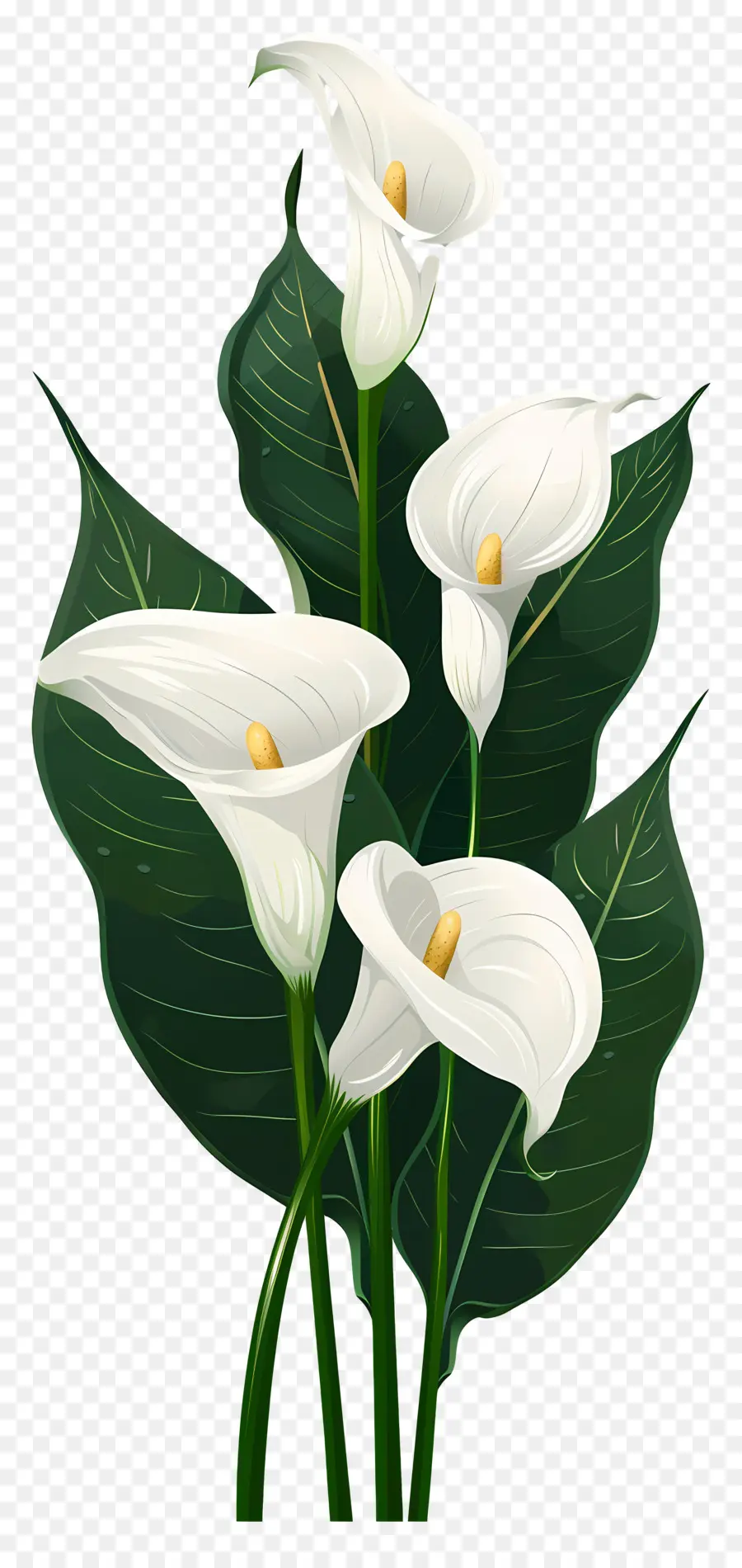 Calla Lily，สีขาว PNG