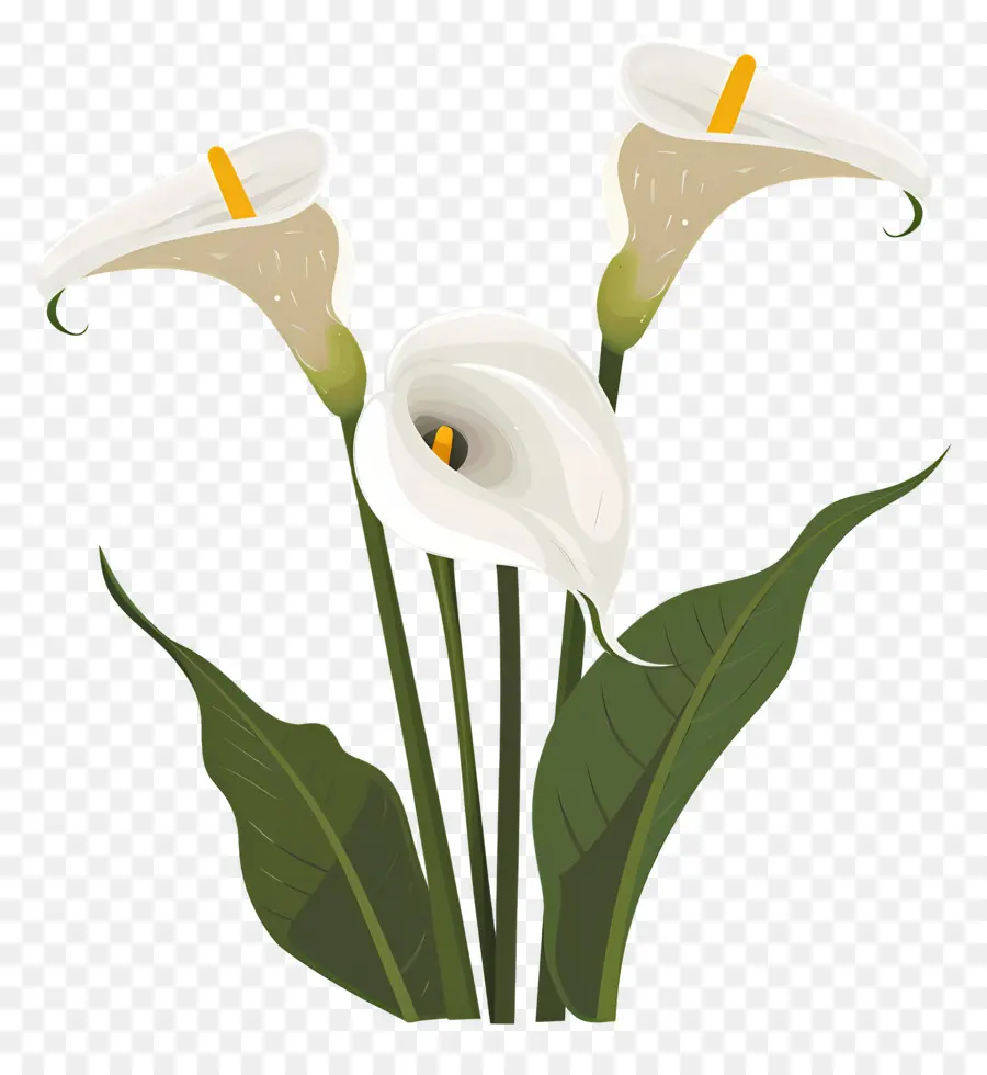 Calla Lily，ดอกลิลลี่ Calla สีขาว PNG