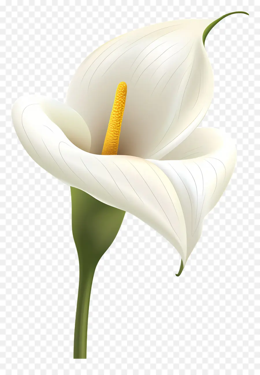 Calla Lily，Calla Lily สีขาว PNG