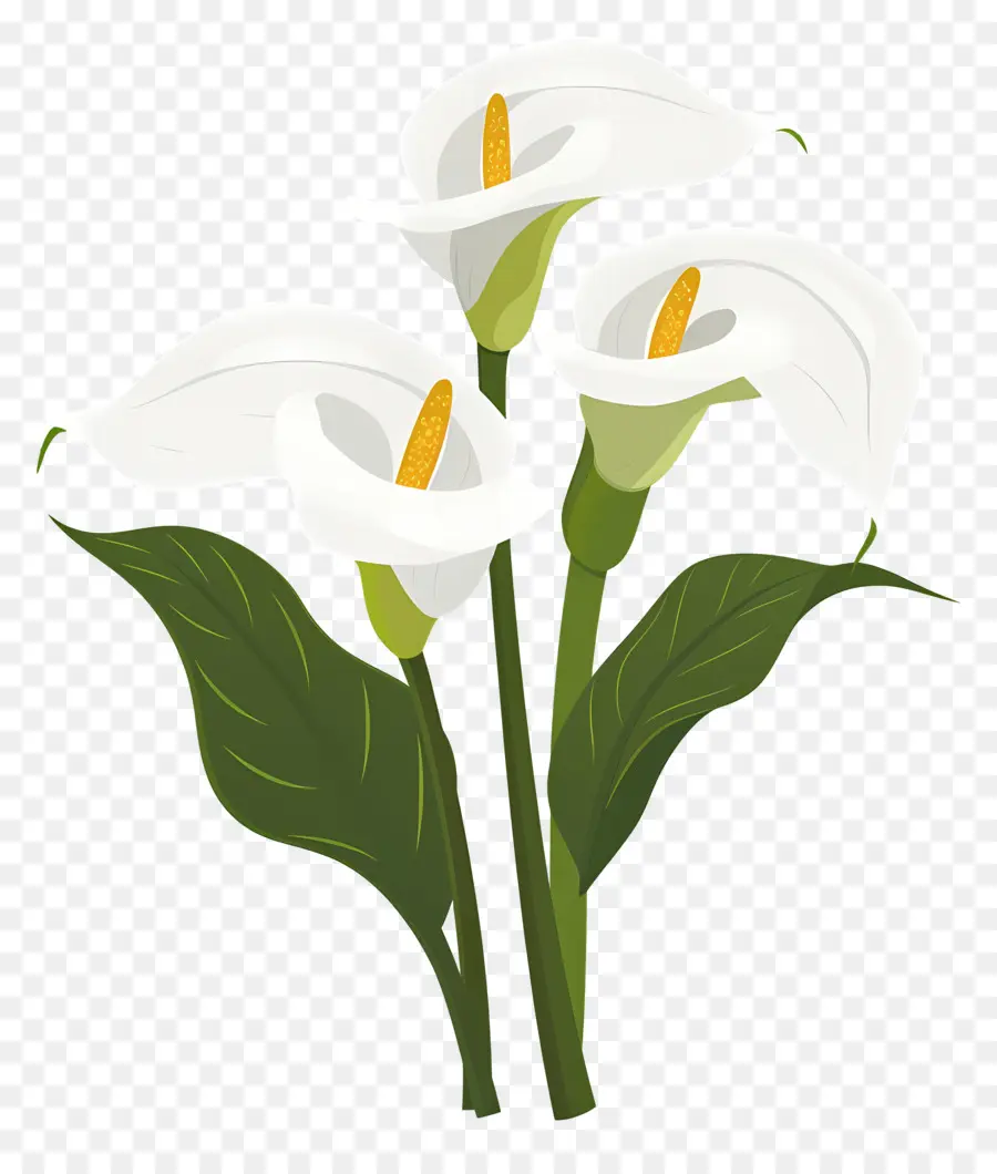 Calla Lily，ดอกลิลลี่ Calla สีขาว PNG