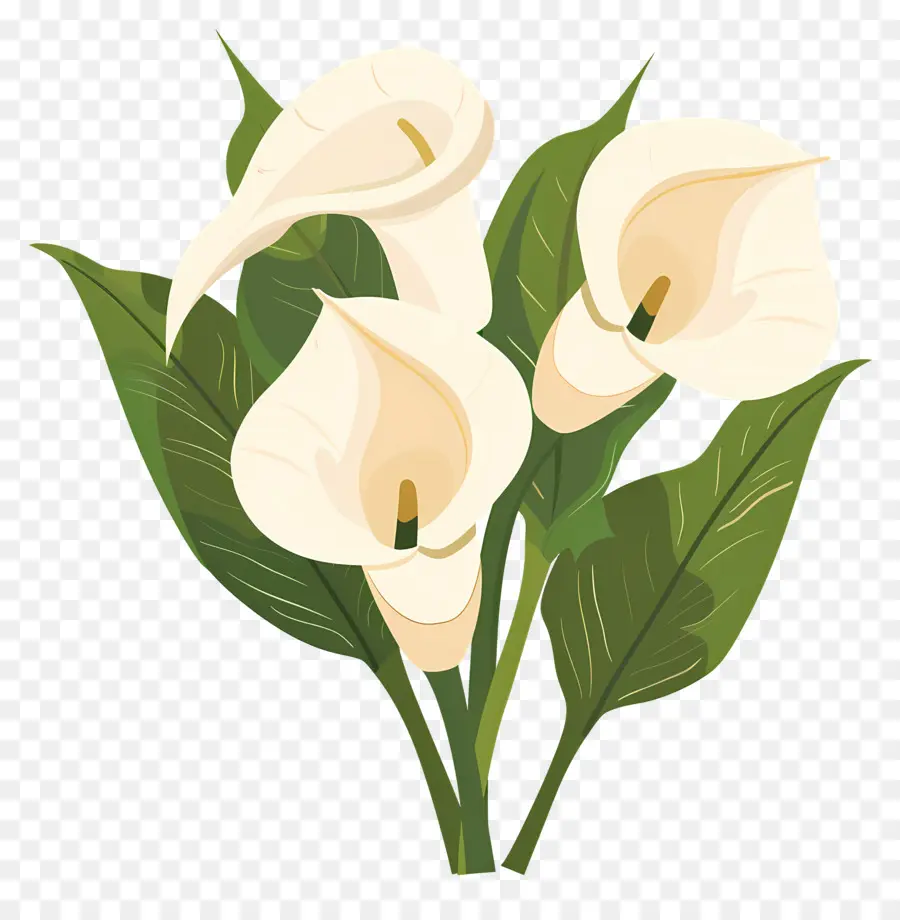 Calla Lily，ดอกลิลลี่ Calla สีขาว PNG