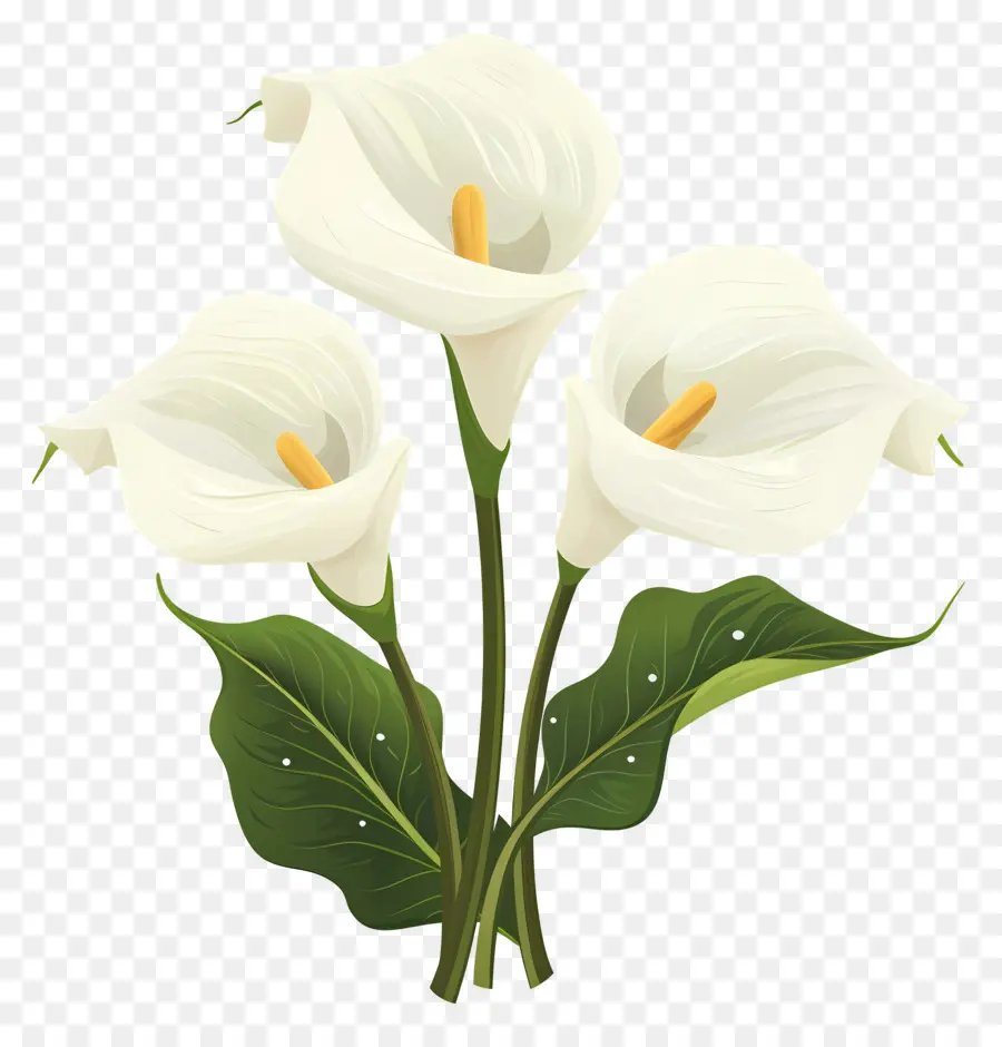 Calla Lily，ดอกลิลลี่ Calla สีขาว PNG