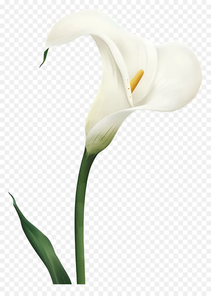 Calla Lily，Calla Lily สีขาว PNG