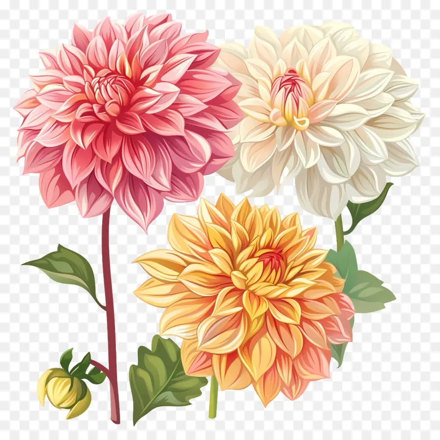 ดอกไม้ Dahlia，กลีบดอก PNG