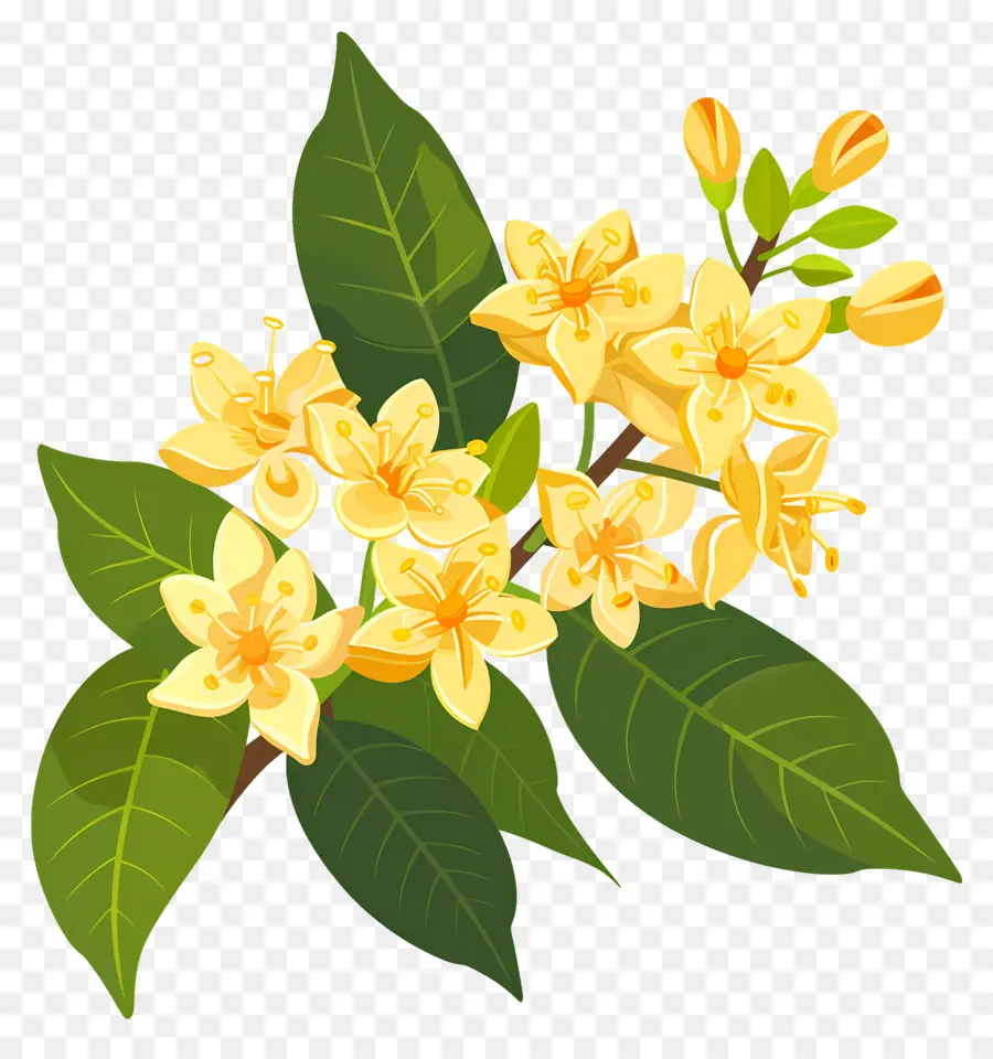 ดอกไม้ Osmanthus，ดอกไม้สีเหลือง PNG