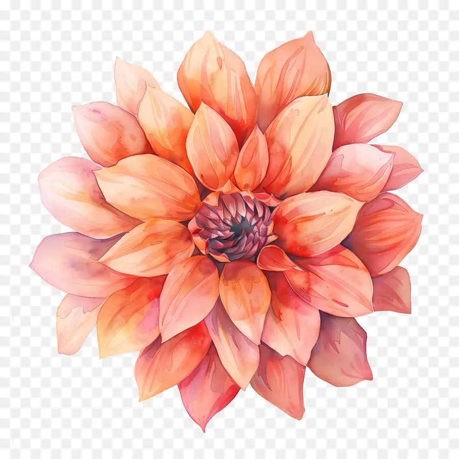 ดอกไม้ Dahlia，ดอกไม้สีส้ม PNG