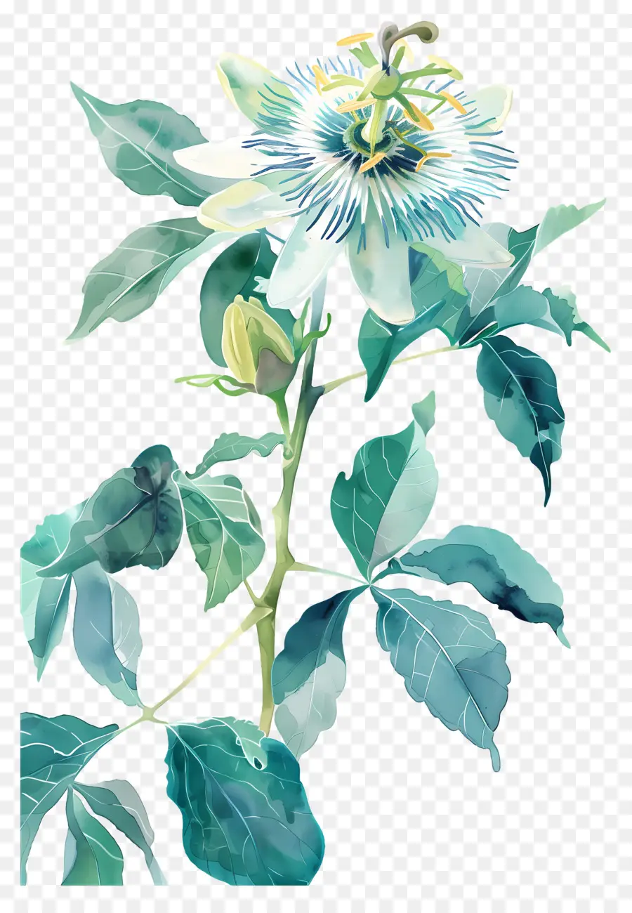 ดอกไม้โบราณ，Blue Passionflower PNG