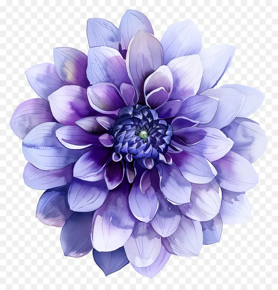 ดอกไม้ Dahlia，ดอกไม้สีม่วง PNG