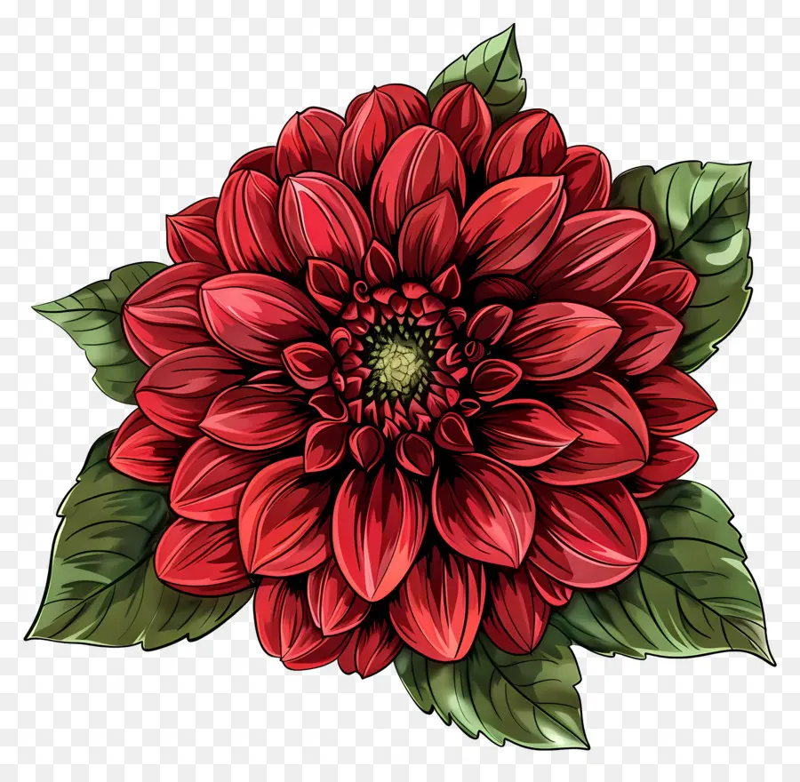 ดอกไม้ Dahlia，ดอกไม้ PNG