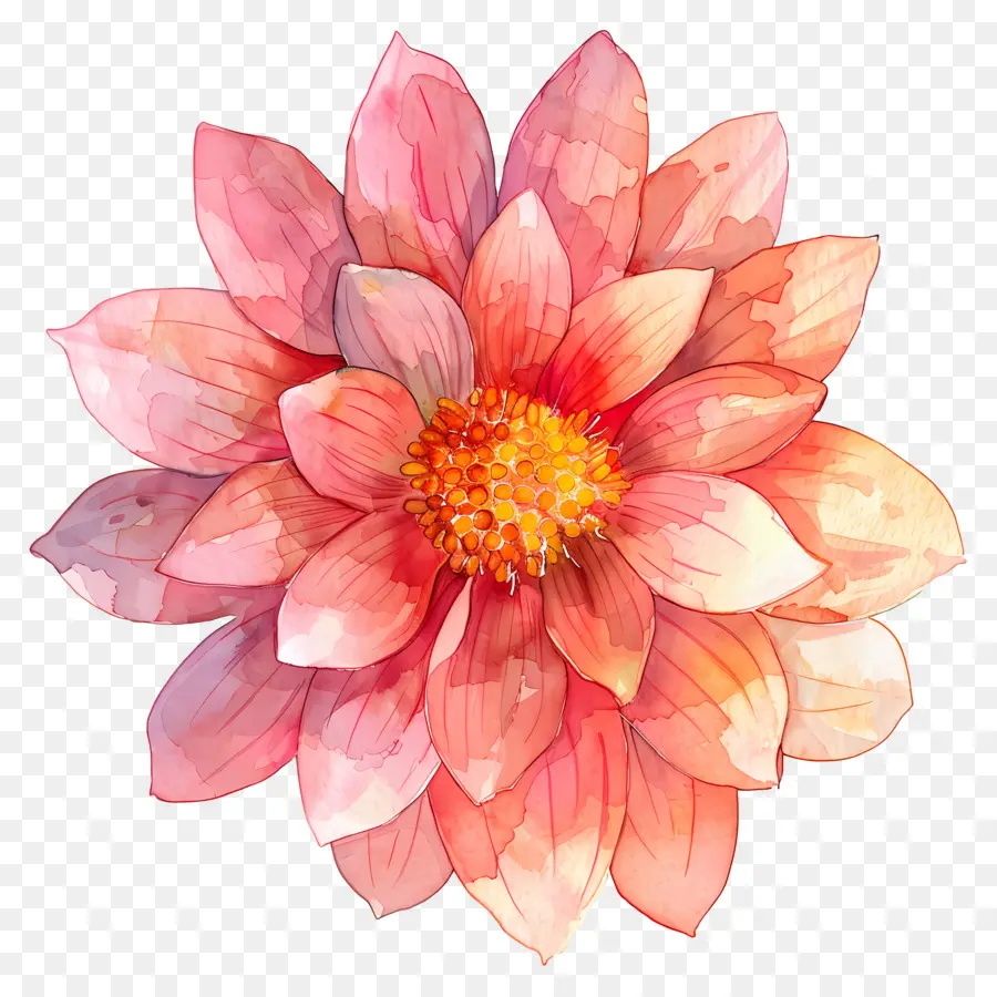 ดอกไม้ Dahlia，ดอกไม้สีสันสดใส PNG