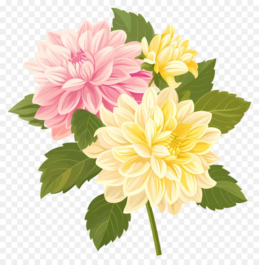 ดอกไม้ Dahlia，ดอกไม้สีชมพูและสีเหลือง PNG