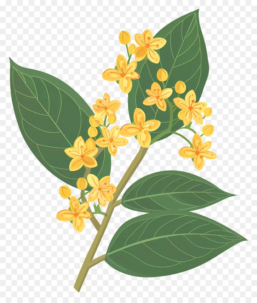 ดอกไม้ Osmanthus，ดอกไม้สีเหลือง PNG