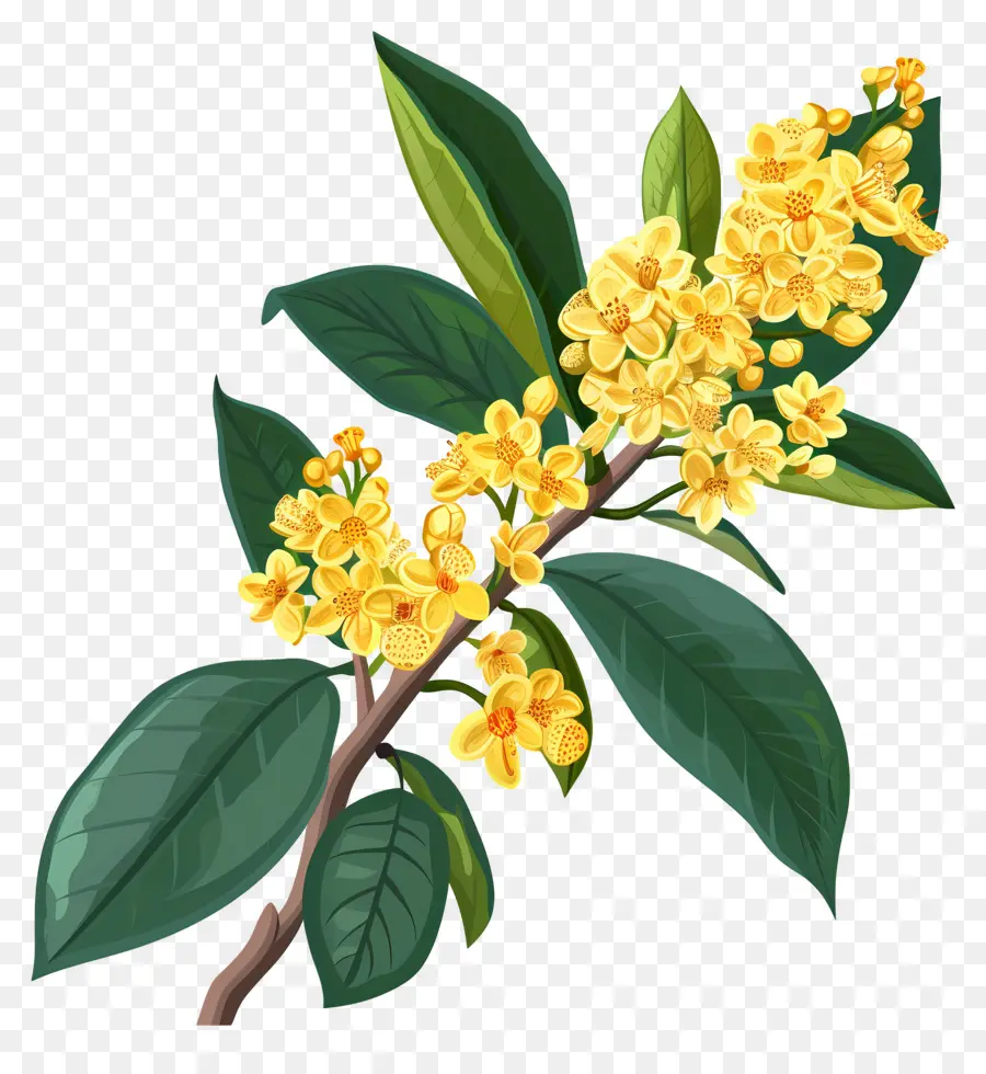 ดอกไม้ Osmanthus，ดอกไม้สีเหลือง PNG