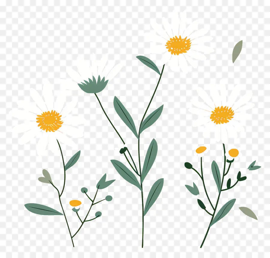 ดอกเดซี่，Doodle Daisies PNG