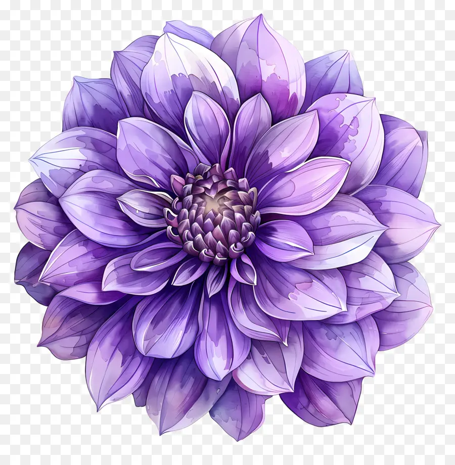 ดอกไม้ Dahlia，ดอกไม้สีม่วง PNG