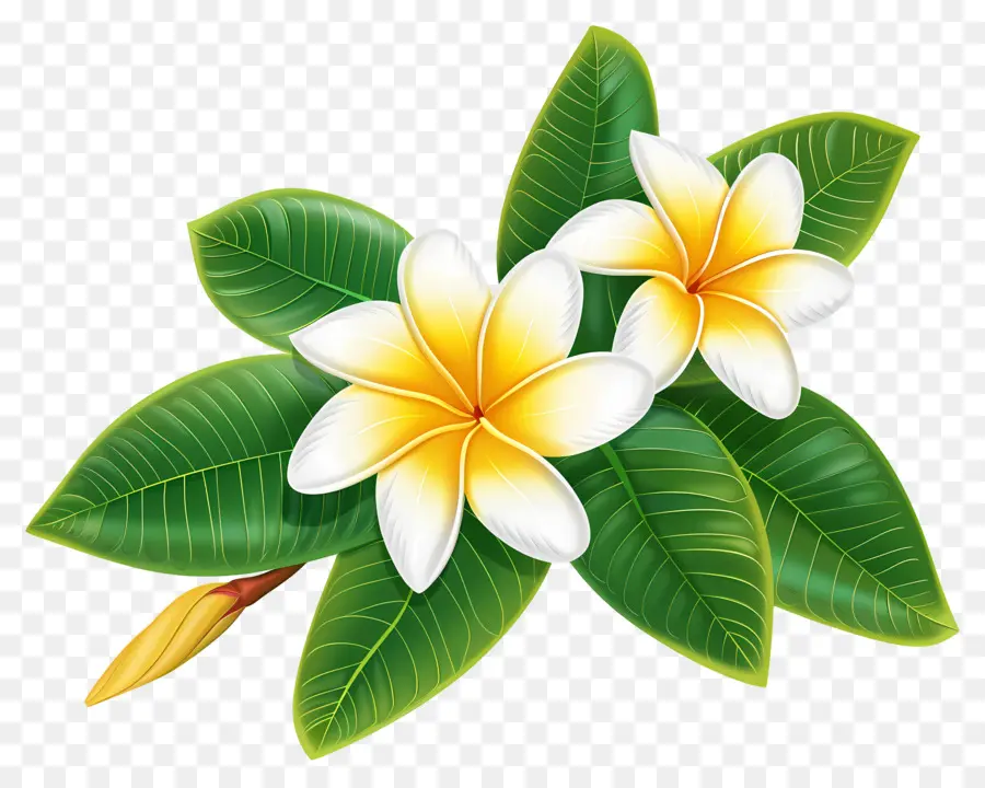 ดอกไม้ Frangipani，ดอกไม้พลัมเรีย PNG