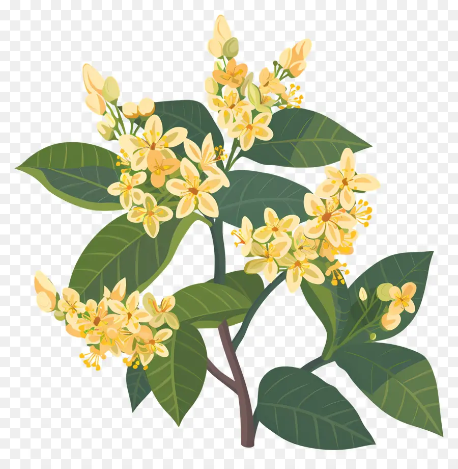 ดอกไม้ Osmanthus，ดอกไม้สีเหลือง PNG