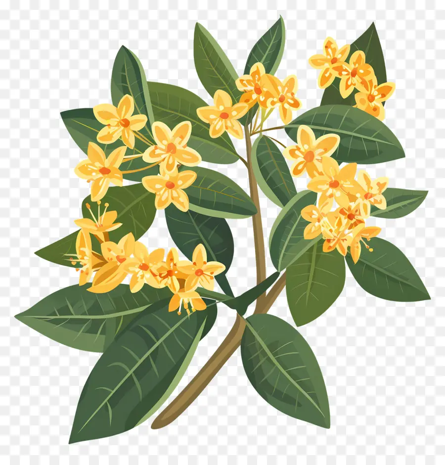 ดอกไม้ Osmanthus，ดอกไม้สีเหลือง PNG