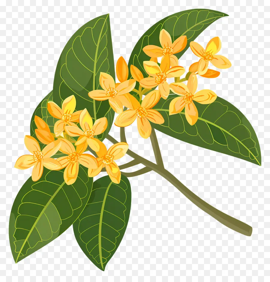 ดอกไม้ Osmanthus，ดอกไม้สีเหลือง PNG