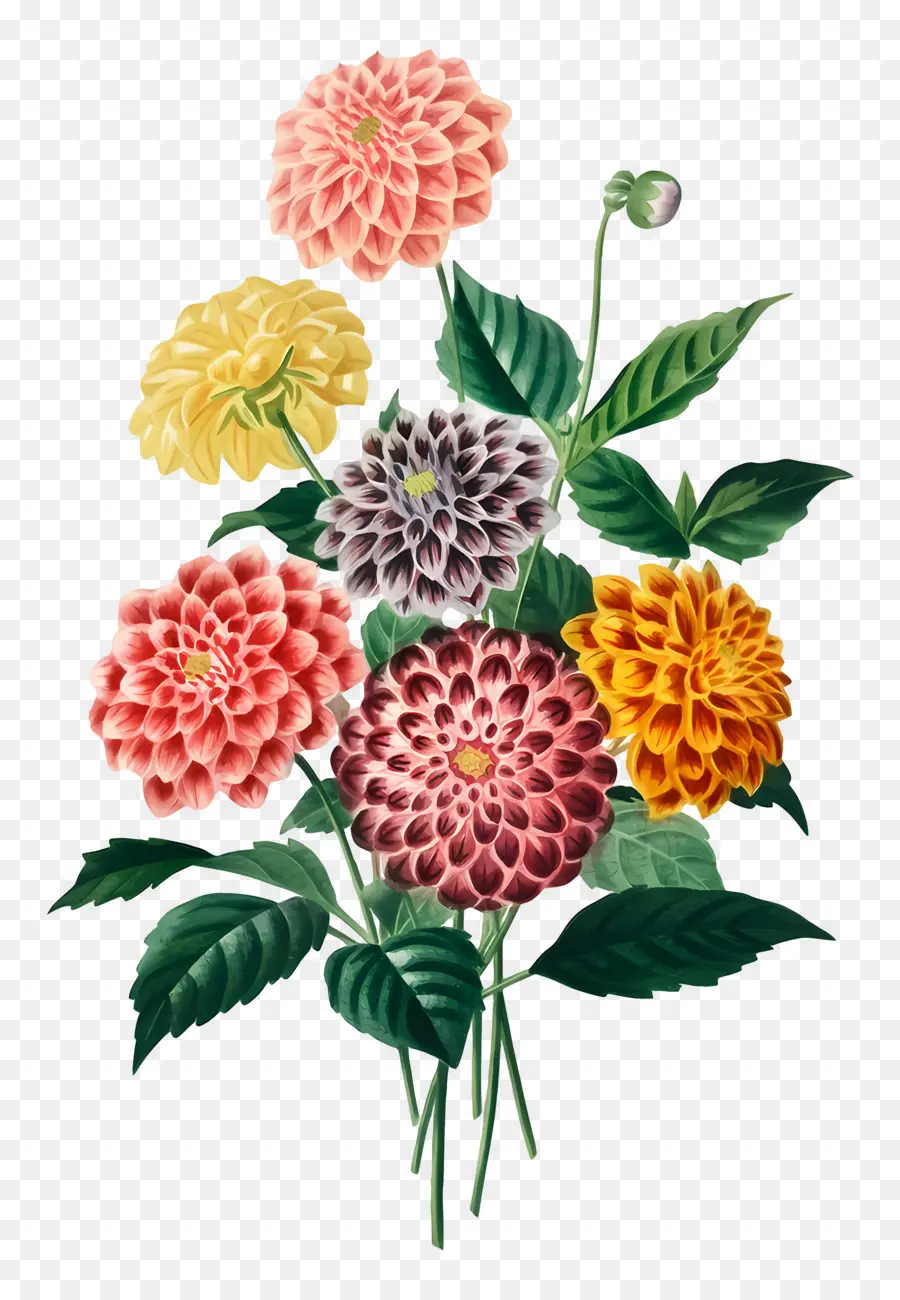 ดอกไม้โบราณ，Dahlias สีสันสดใส PNG