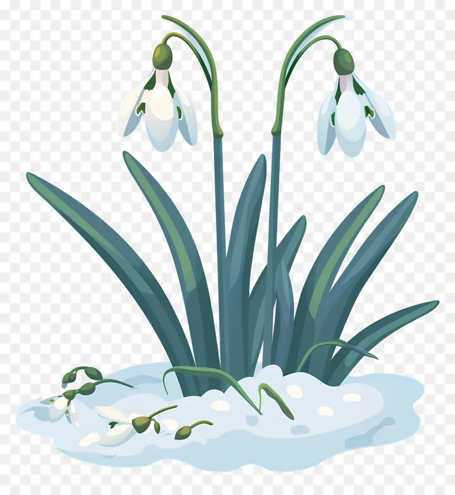 เม็ดหิมะ，Snowdrops เกิดขึ้น PNG