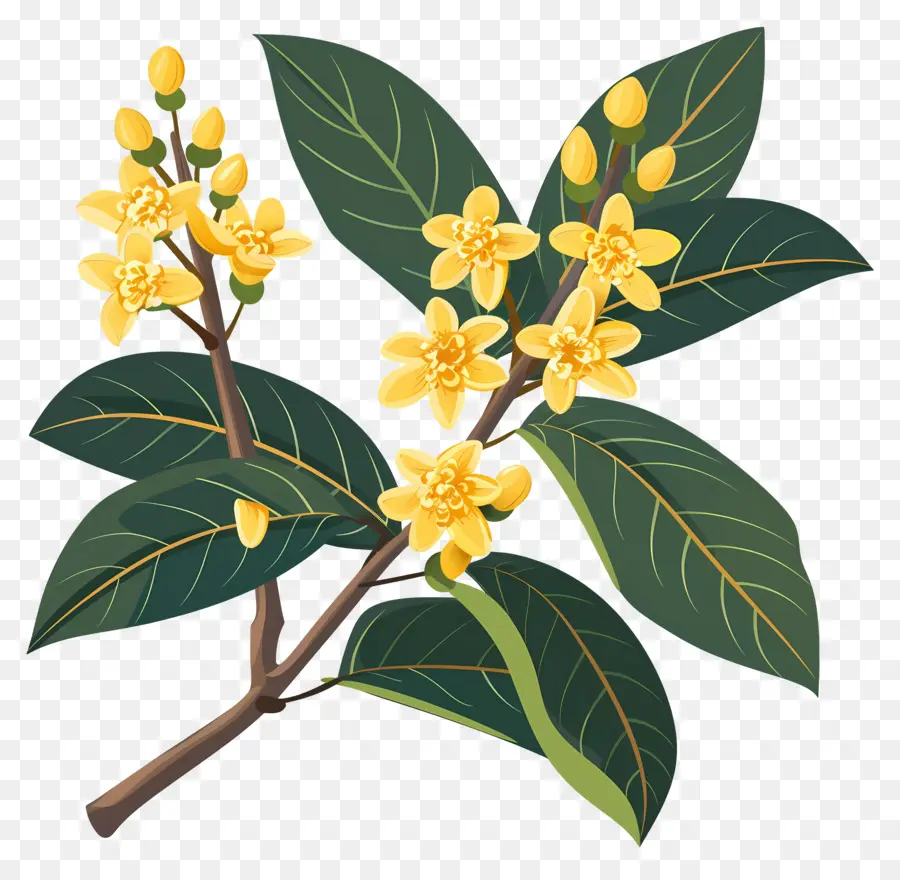 ดอกไม้ Osmanthus，ดอกไม้สีเหลือง PNG