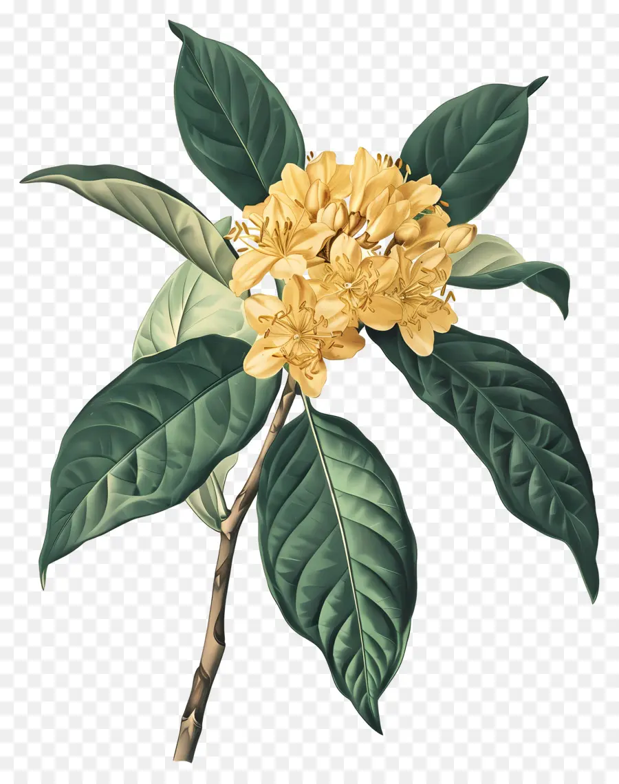 ดอกไม้ Osmanthus，ดอกไม้สีเหลือง PNG