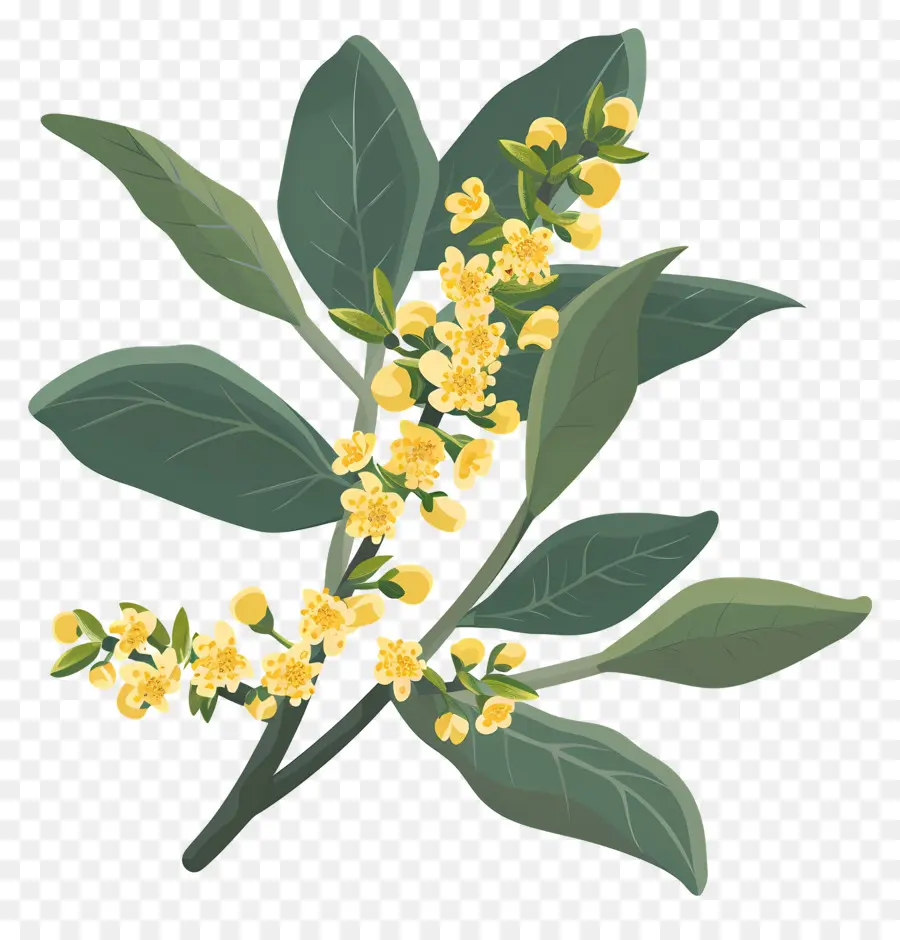 ดอกไม้ Osmanthus，ดอกไม้สีเหลือง PNG