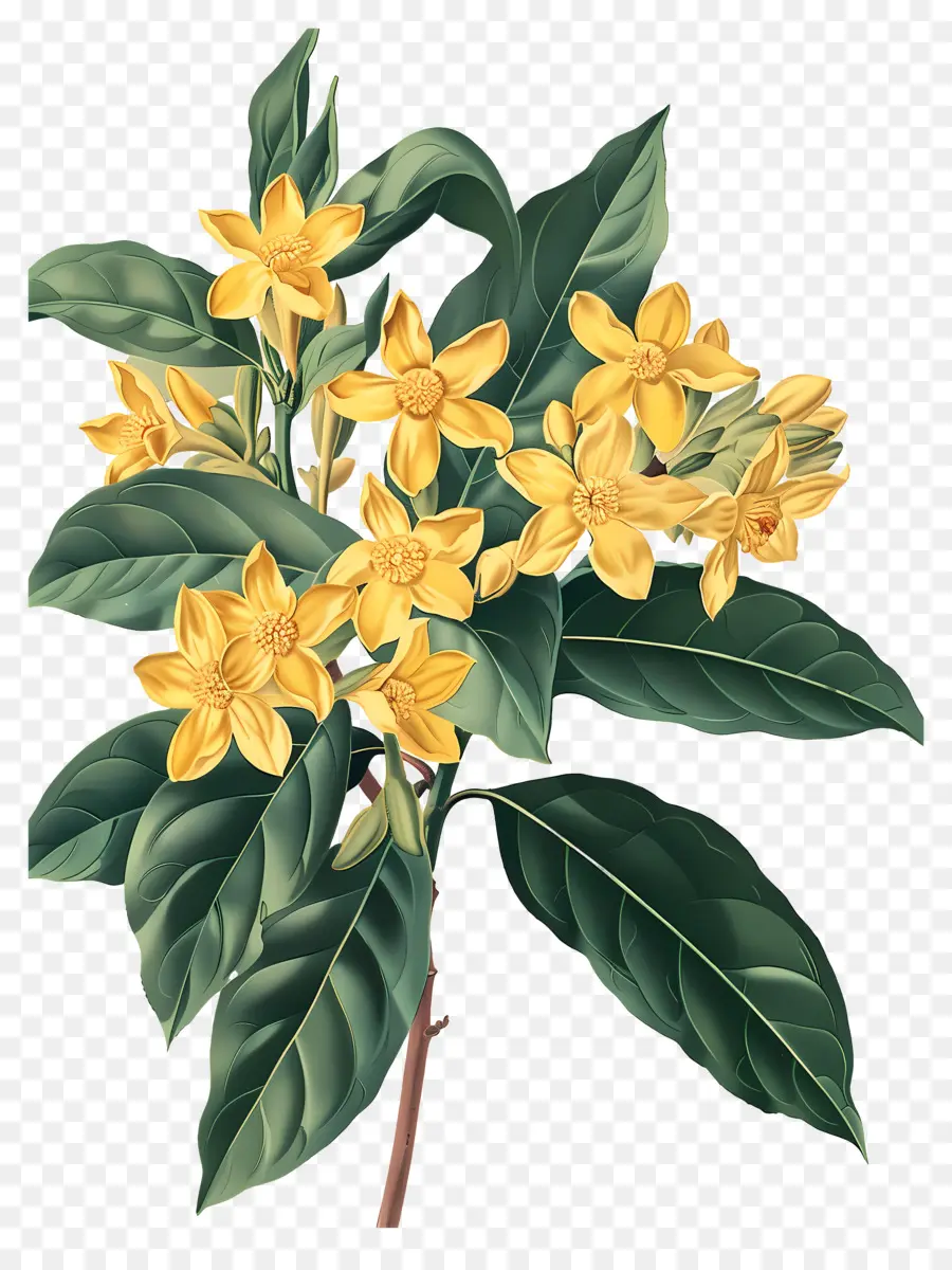 ดอกไม้ Osmanthus，ดอกไม้สีเหลือง PNG