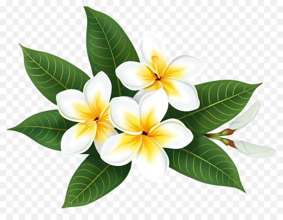 ดอกไม้ Frangipani，ดอกไม้พลัมเรีย PNG