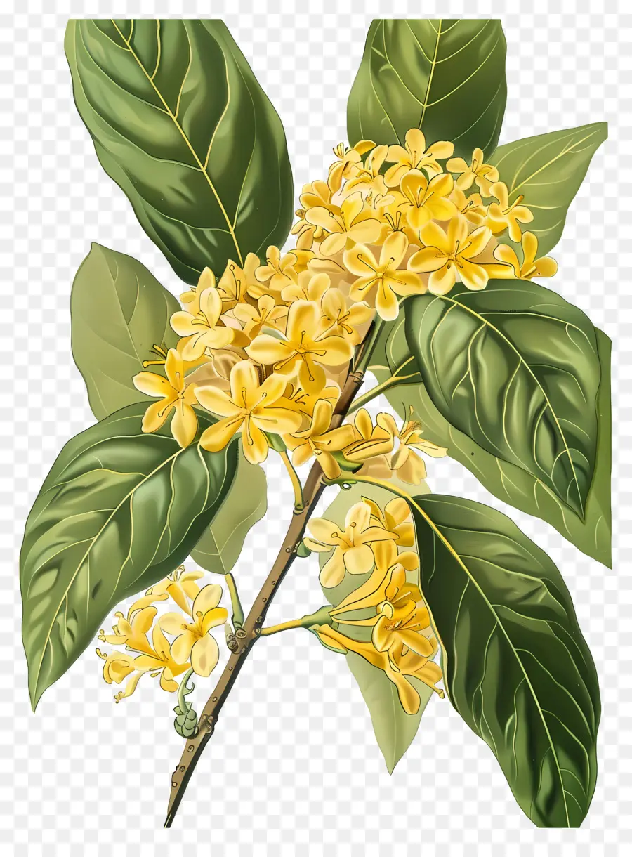 ดอกไม้ Osmanthus，ดอกไม้สีเหลือง PNG