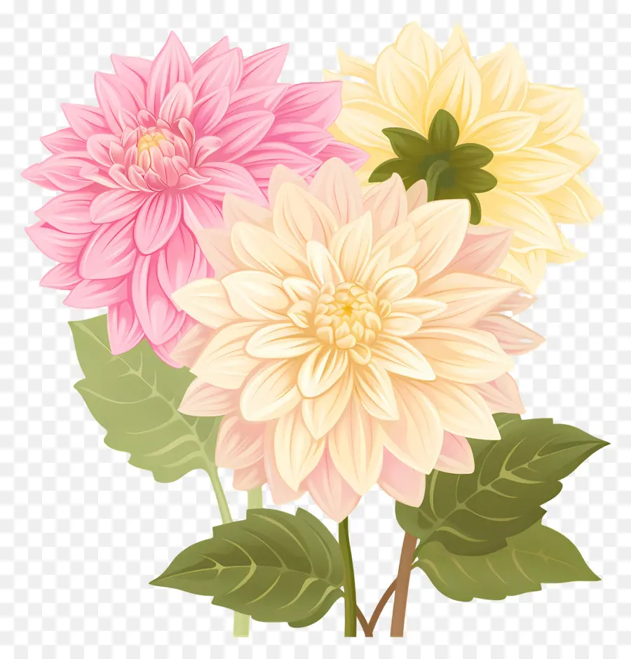 ดอกไม้ Dahlia，ดอกไม้สีชมพูและสีเหลือง PNG