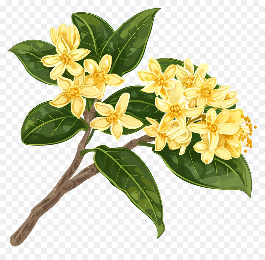 ดอกไม้ Osmanthus，ดอกไม้สีเหลือง PNG