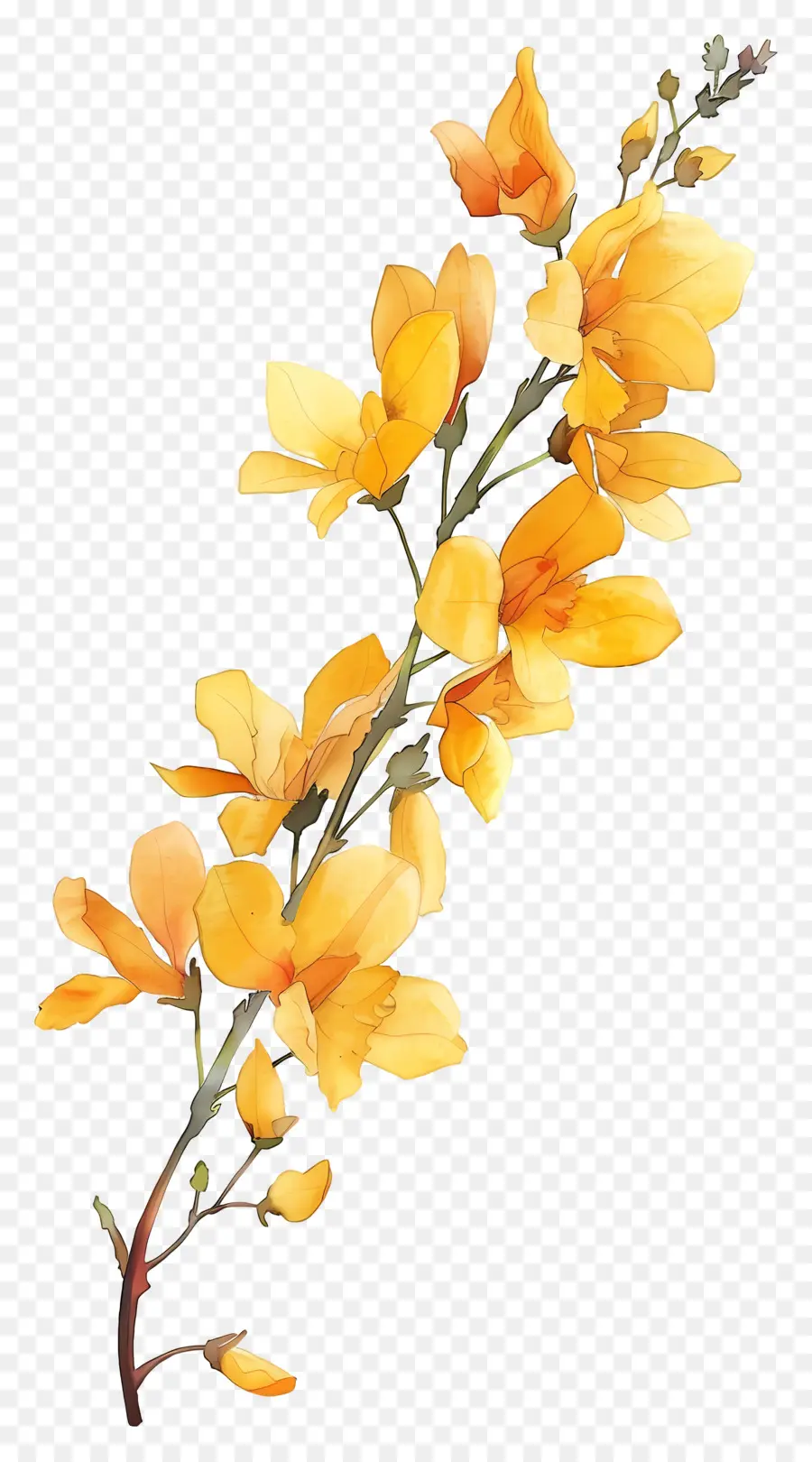 ดอกไม้ Cytisus Wolgaricus，ดอกไม้สีเหลือง PNG