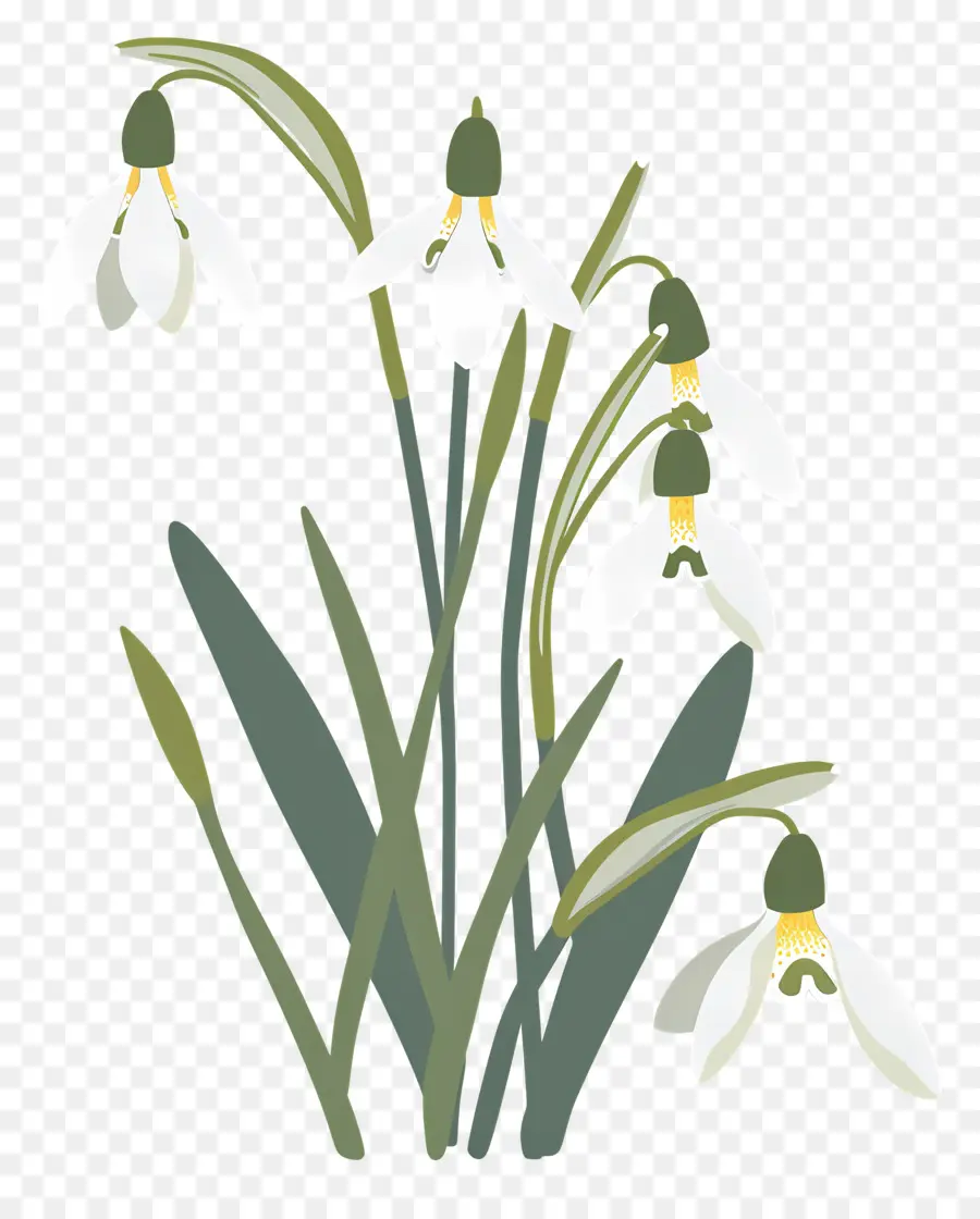 เม็ดหิมะ，Snowdrops ง่ายๆ PNG