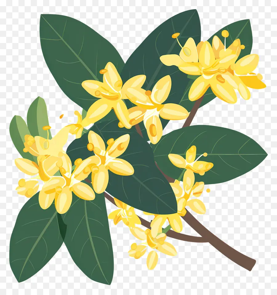 ดอกไม้ Osmanthus，ดอกไม้สีเหลือง PNG