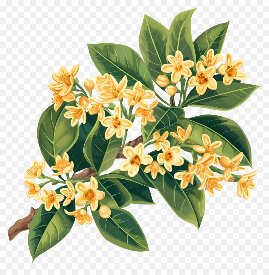 ดอกไม้ Osmanthus，ดอกไม้สีเหลือง PNG