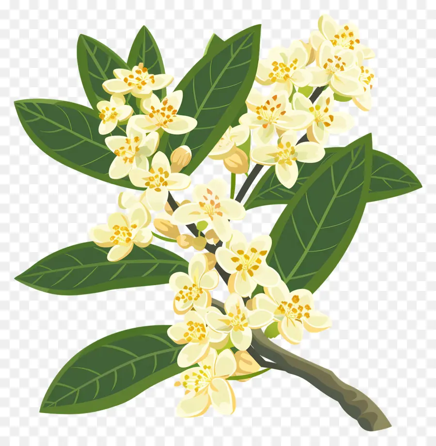 ดอกไม้ Osmanthus，ดอกไม้สีเหลือง PNG