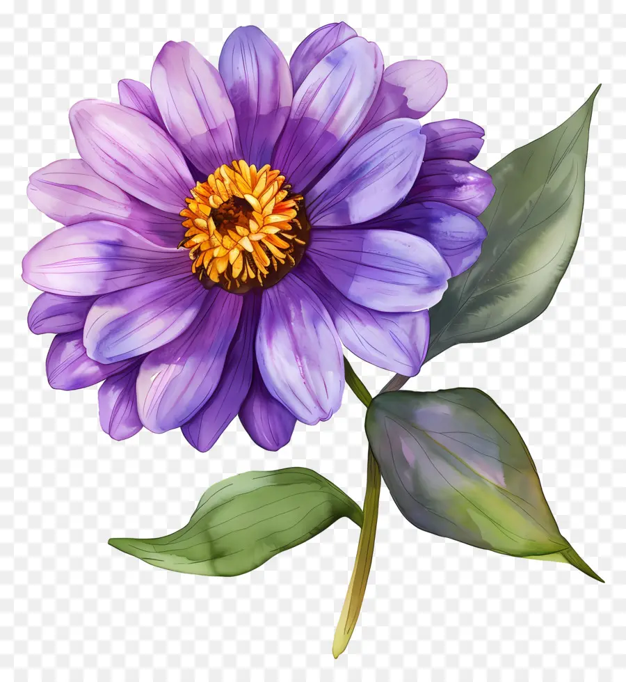 ดอกไม้ Dahlia，ดอกไม้ PNG