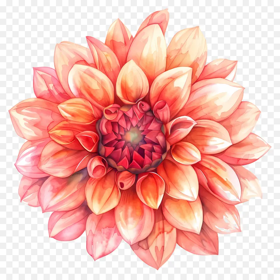 ดอกไม้ Dahlia，ดอกไม้สีส้ม PNG