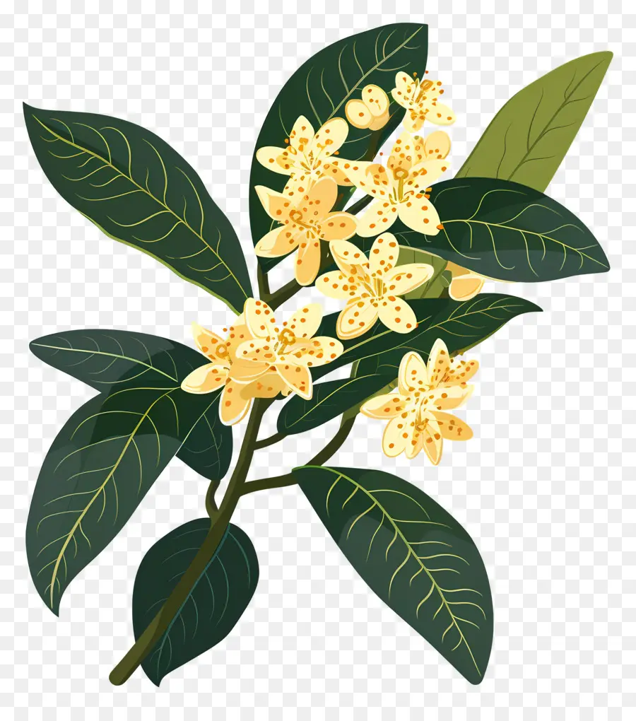 ดอกไม้ Osmanthus，ดอกไม้สีเหลือง PNG