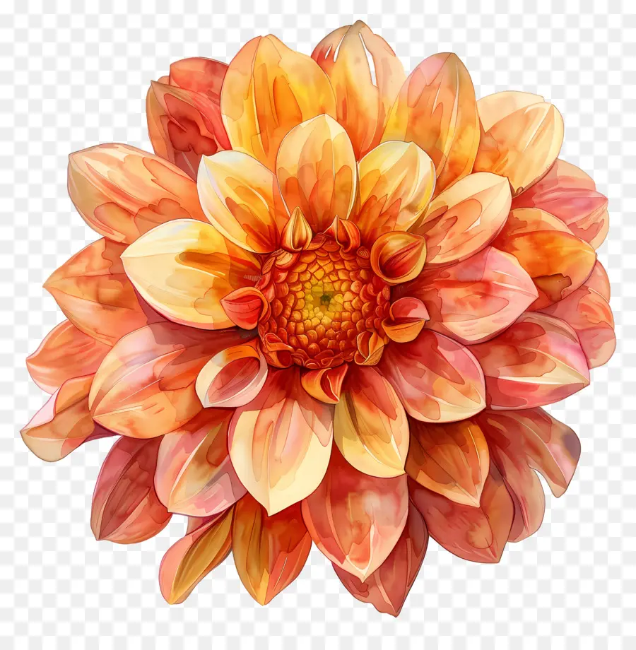 ดอกไม้ Dahlia，ดอกไม้สีเหลืองและสีชมพู PNG