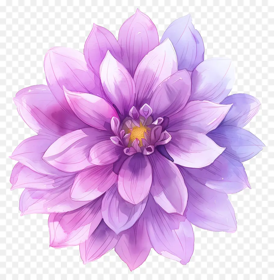 ดอกไม้ Dahlia，ดอกไม้ PNG