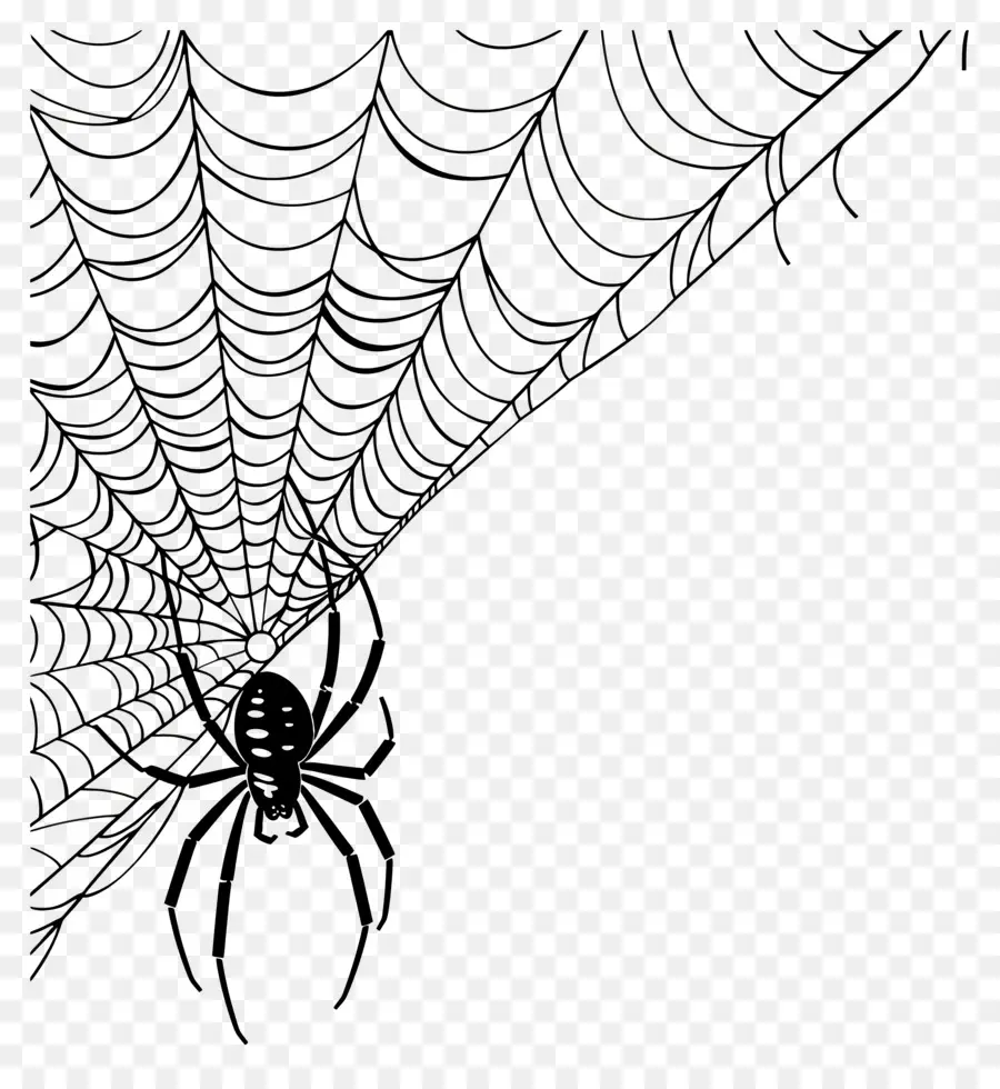 Halloween Spider Web，แมงมุม PNG