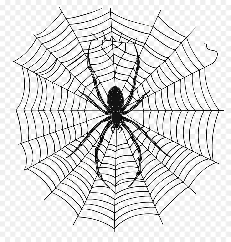 Halloween Spider Web，แมงมุมเว็บ PNG