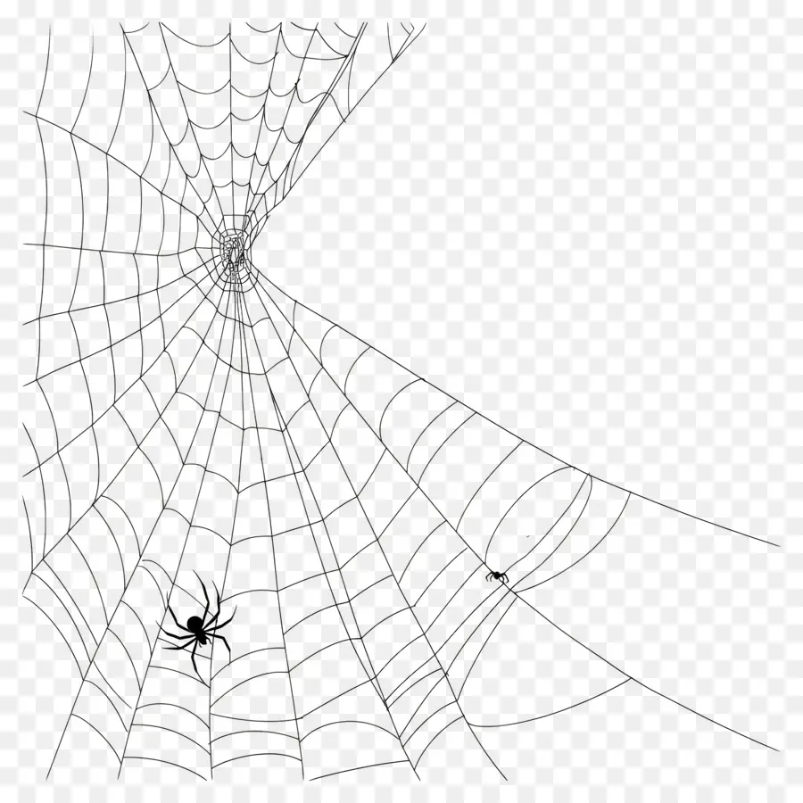 Halloween Spider Web，แมงมุม PNG