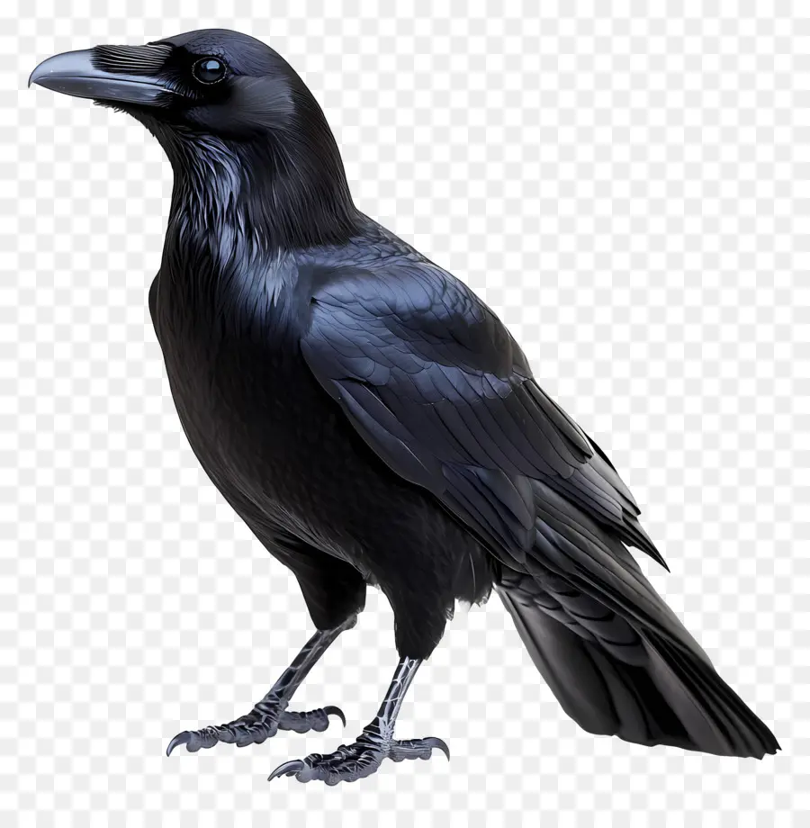 นกกาโกทิค，Raven In Flight PNG