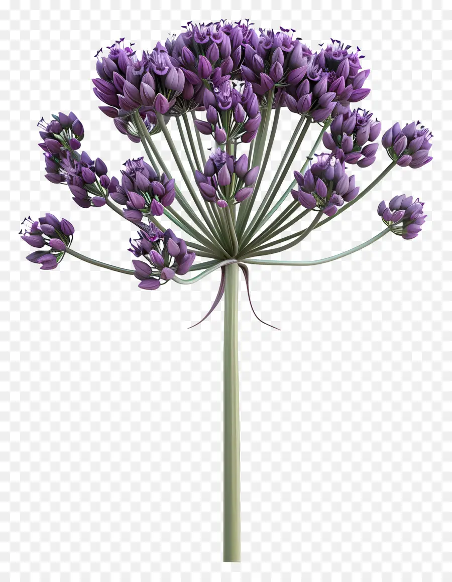 ดอกไม้ Allium 3d，ดอกไม้สีม่วง PNG