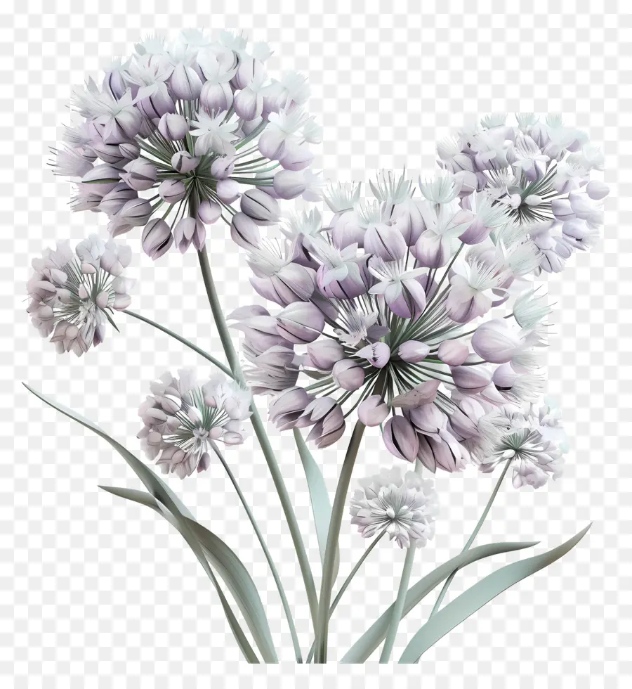 ดอกไม้ Allium 3d，ดอกไม้สีม่วง PNG